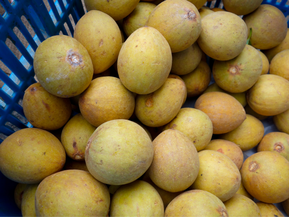 Chikoo Sapota Export Quality