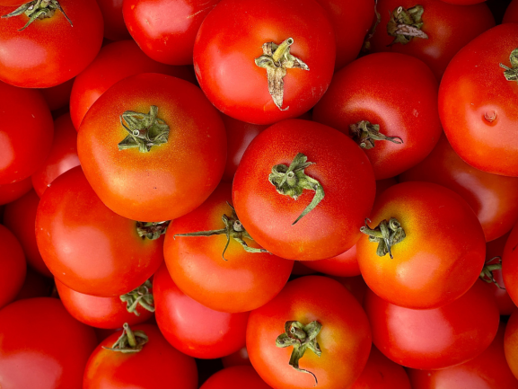 Fresh Tomatoes – Export Quality