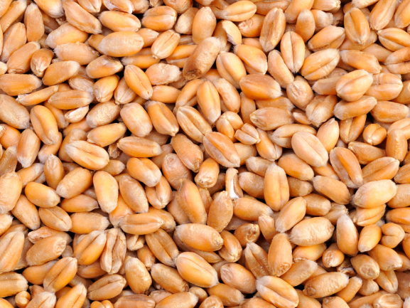 Red Chilli – Export Quality