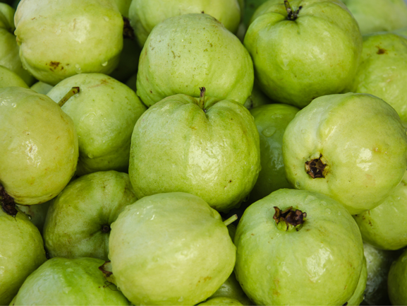 Guava Export