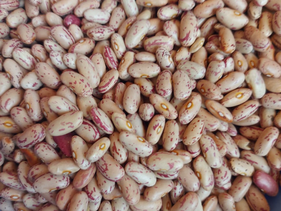 Rajma – Premium Export Quality